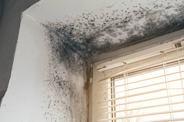 Affordable Basement Mold Remediation solutions in Castalia, NC