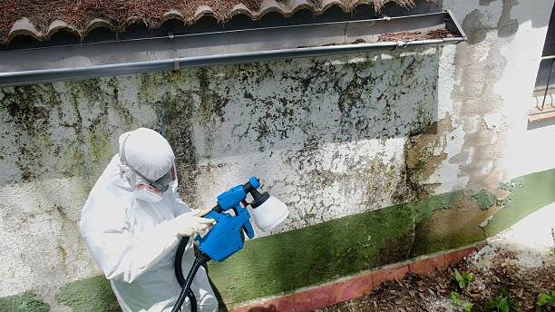 Top rated local Basement Mold Remediation specialists in Castalia, NC